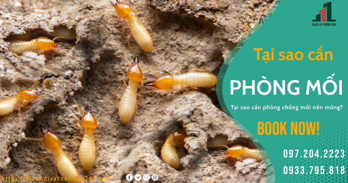 TẠI SAO PHẢI PHÒNG CHỐNG MỐI