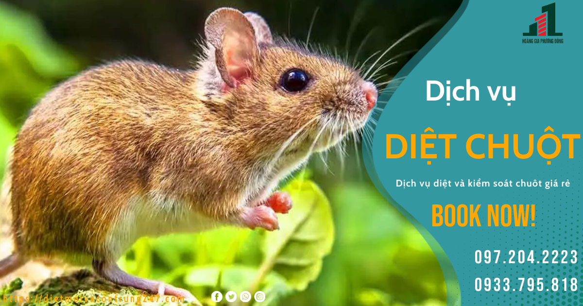 DỊCH VỤ DIỆT CHUỘT VÀ KIỂM SOÁT CHUỘT