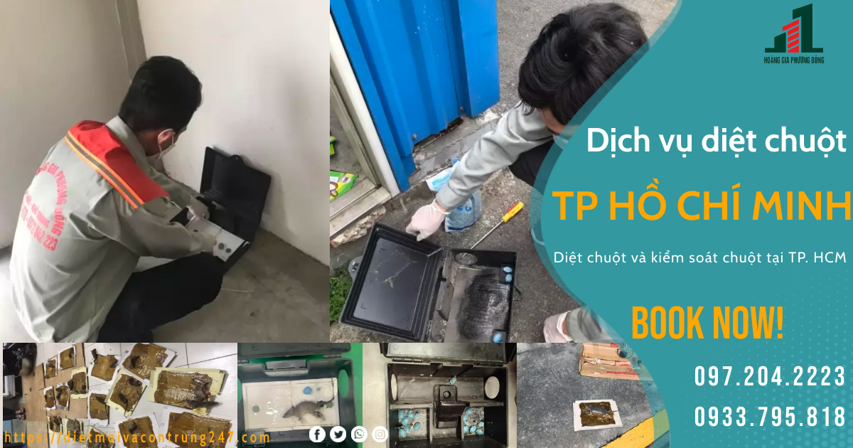 DỊCH VỤ DIỆT CHUỘT TẠI TP HỒ CHÍ MINH