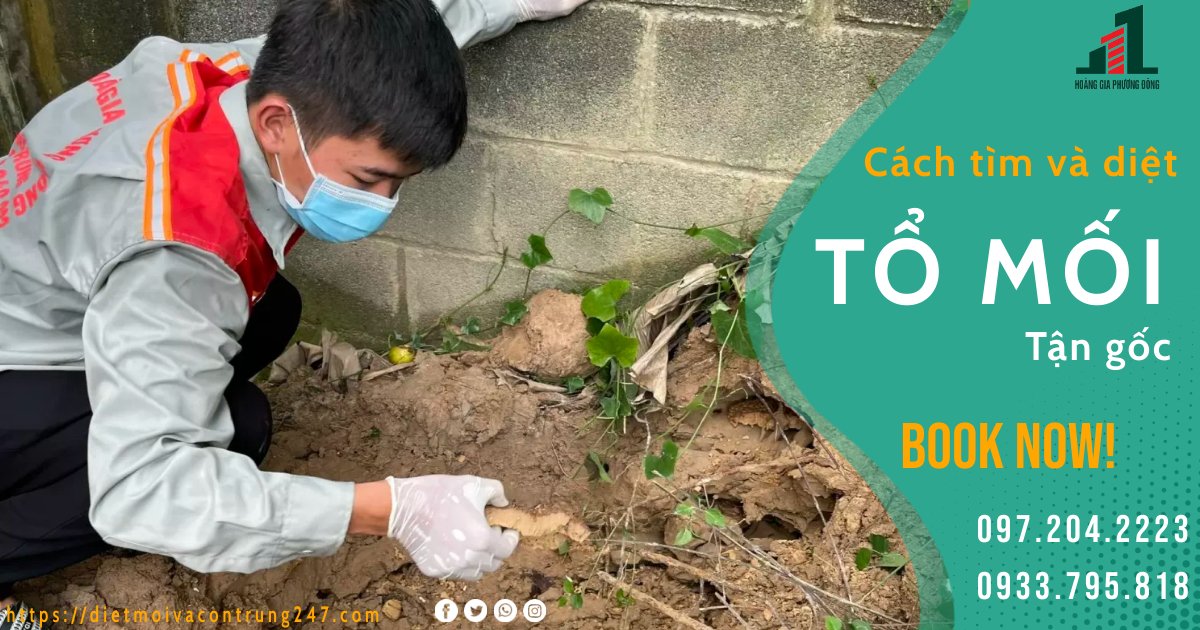 CÁCH TÌM VÀ DIỆT TỔ MỐI