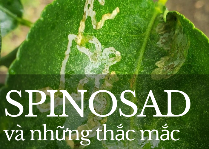 Spinosad là gì ?
