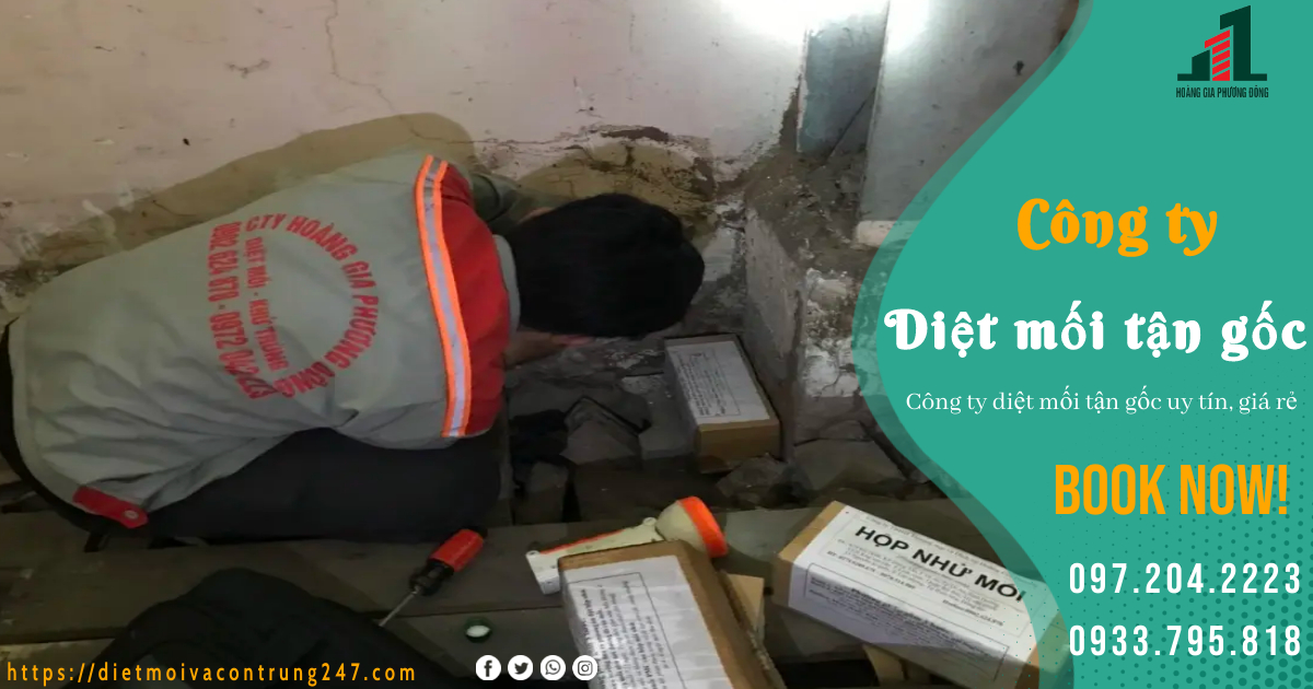 CÔNG TY DIỆT MỐI UY TÍN, GIÁ RẺ
