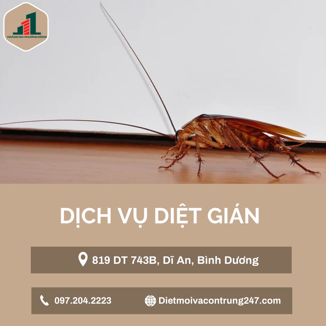 Dịch vụ diệt gián