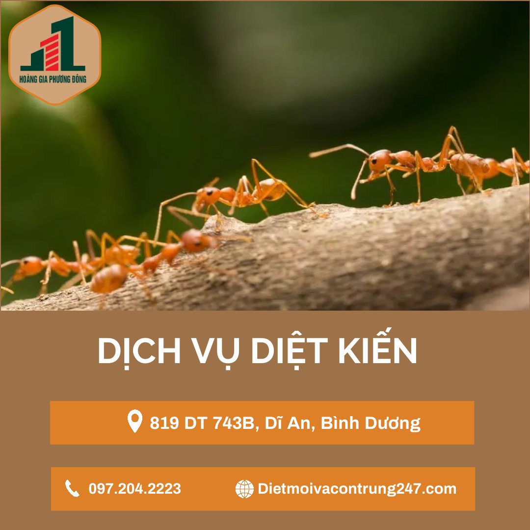 Dịch vụ diệt kiến