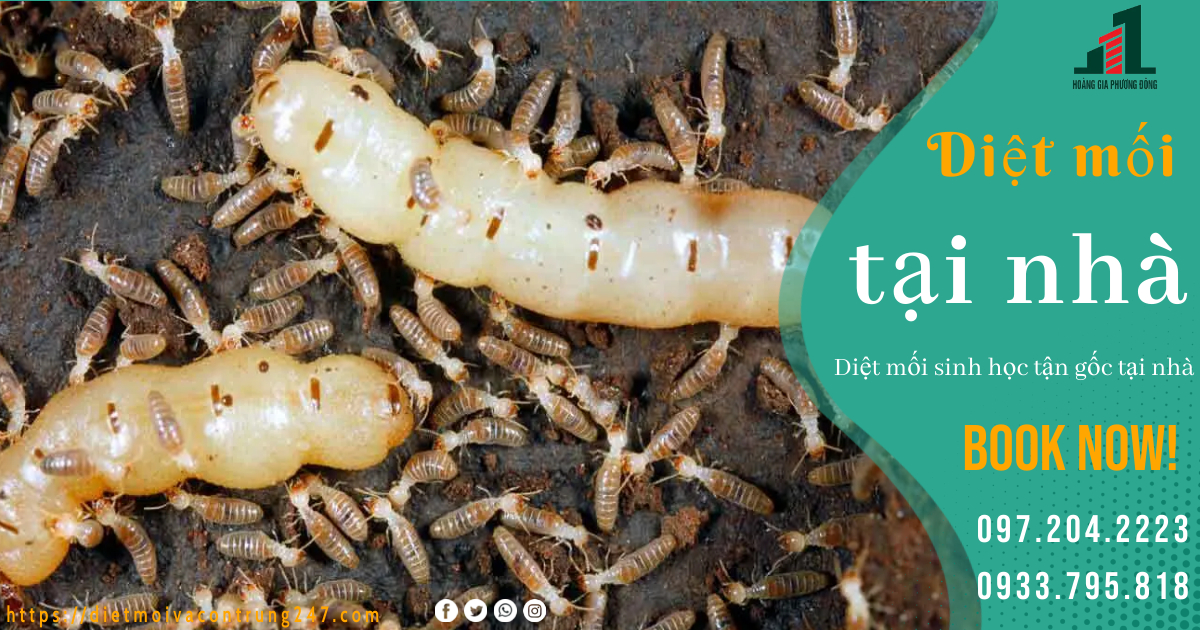 DIỆT MỐI TẬN GỐC SINH HỌC