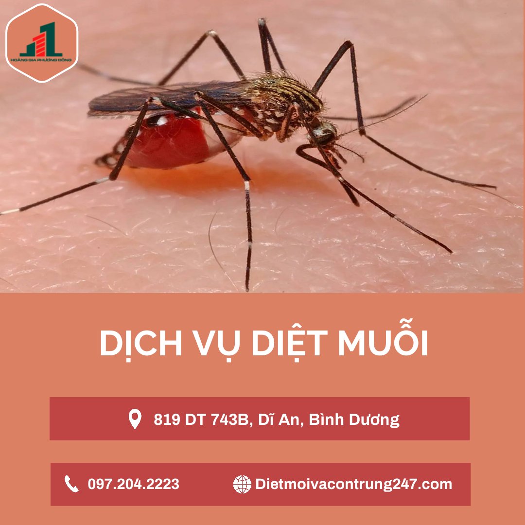 Dịch vụ diệt muỗi